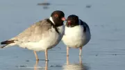 Geelong Council's Urgent Plea to Protect Six Endangered Hooded Plover Chicks