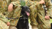 Hero Army Dog Flo Joe Honoured Posthumously for Legendary Service in Afghanistan