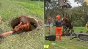 Horse Rescued from Septic Tank in Delicate NSW South Coast Operation