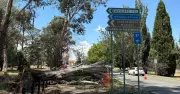 Kingston Rush-Hour Drama: Large Tree Crashes Onto Vehicles, Motorists Escape Unharmed
