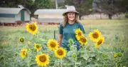 Majura Valley Sunflower Season Adapts to Dry Spell with New Strategies