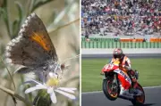 MotoGP Circuit Sparks Conservation Fears for Adelaide's Rare Butterfly Species