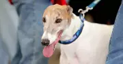 NSW Greyhound Racing Partners with Jetpets Australia for Canine Transport