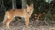 Palm Cove Residents Alert Authorities to Dingo Sightings, Refuse to Be Intimidated