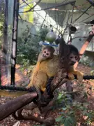 Perth Zoo Celebrates Birth of Three Bolivian Squirrel Monkeys