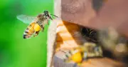 The Fascinating World of Bees: From Pollination to Beekeeping