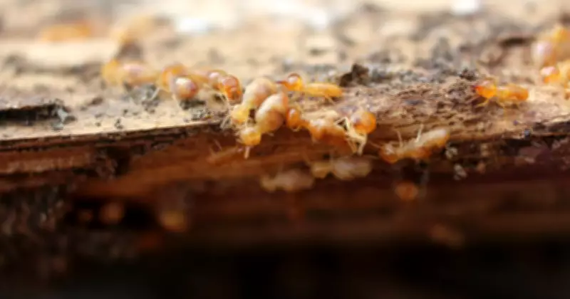 ACT Court Awards $1.1 Million to Bruce Homebuyers Over Termite Damage