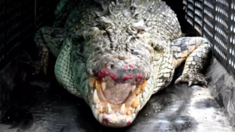 AI Cameras Deployed in Queensland to Spot Crocodiles in World-First Trial