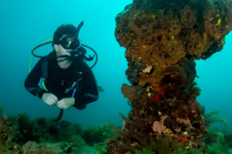 Algal Bloom Crisis Wastes Millions in Taxpayer Funds, New Report Exposes