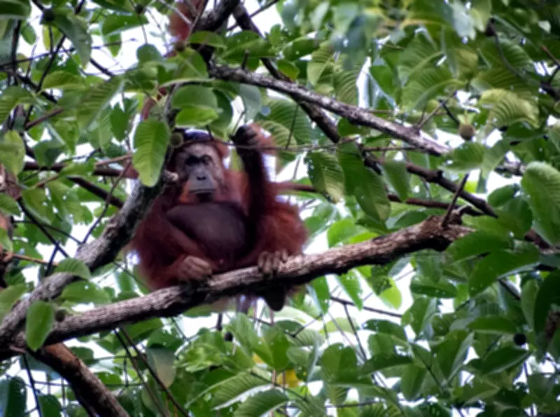 Borneo's New Safari Thrives in Timber Plantation, Redefining Conservation