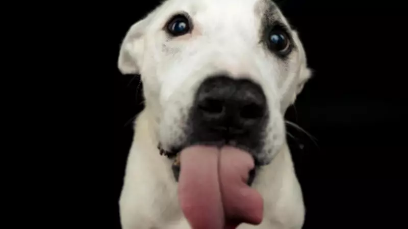 By Heart Photography Raises Over $14,000 for Animal Rescue with Puparazzi Project