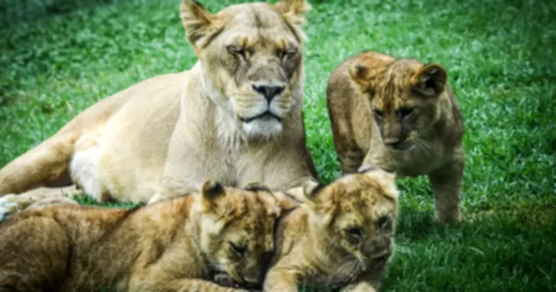 Canberra Zoo's Lion Cubs Spark Hope for Vulnerable Species Conservation
