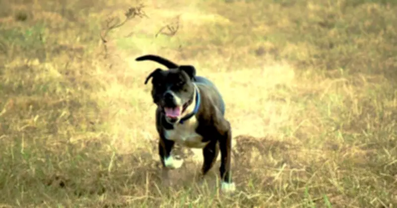 Canberra's Dog Parks: Vital Community Hubs Fostering Genuine Social Connections