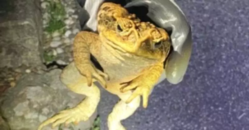 Cane Toad Discovered at Lake Macquarie, Prompting Biosecurity Alert