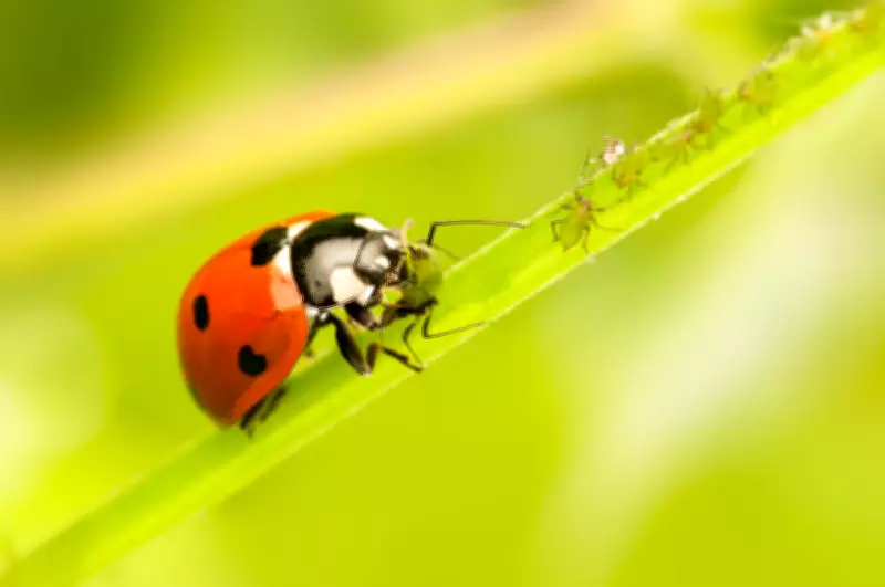 Charlie Albone: Welcoming Beneficial Insects Boosts Garden Health and Yield