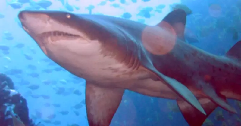 Community Outrage Erupts After Grey Nurse Shark Death at Terrigal Haven