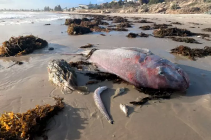 Conservation SA Slams Major Parties for Ignoring Environmental Crisis