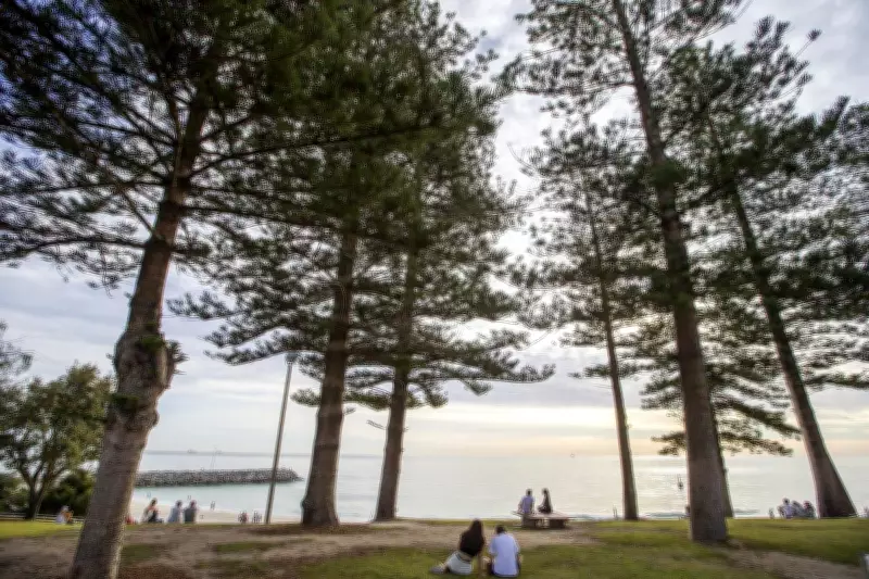 Cottesloe's Iconic Norfolk Pines to Be Phased Out in New Sustainable Street Plan