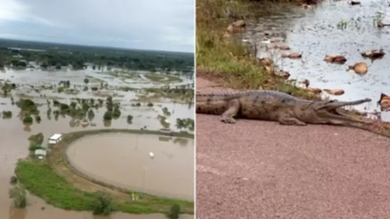 Crocodile Invasion in Flood-Hit Katherine as Heavy Rains Displace Reptiles