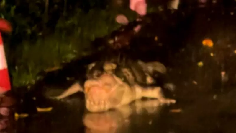 Crocodile Spotted Lurking Near Docking Bay of Closed Far North Ferry