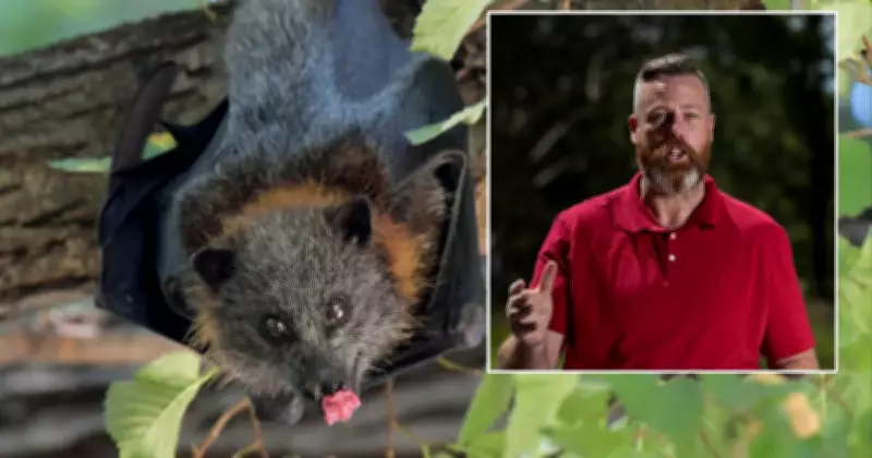 Dan Repacholi Demands Ausgrid Fix Bat-Related Power Outages in Cessnock