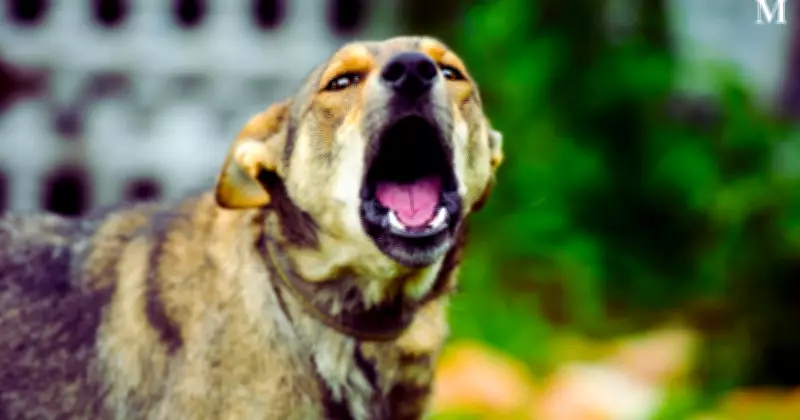 Dog Bites Woman During Altercation with Owner in Mangerton Unit Block