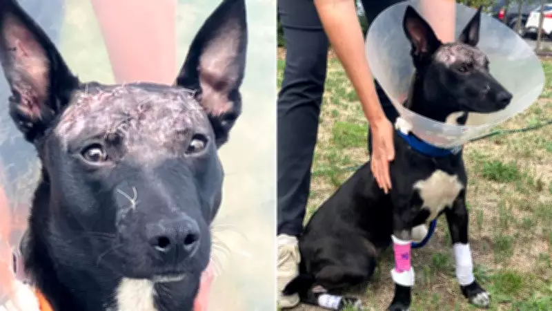 Dog Brutally Attacked with Hatchet in Adelaide Hills, RSPCA Seeks Public Help