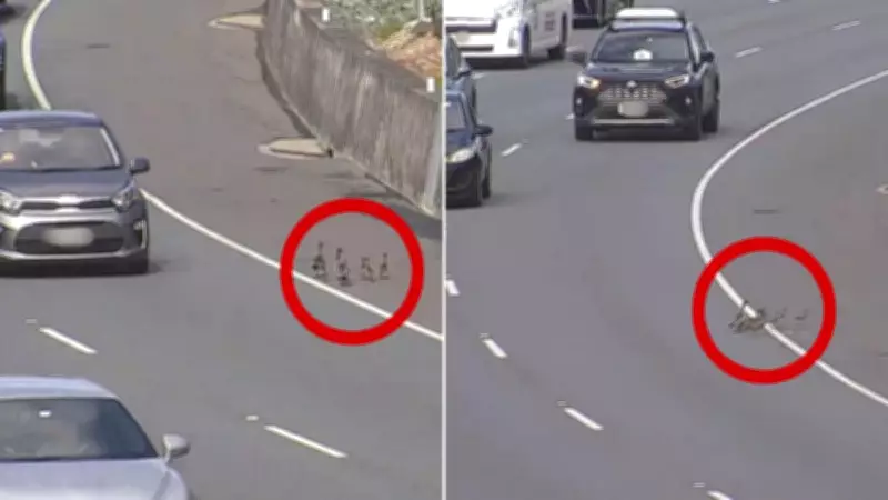 Duck Family Halts Brisbane Traffic in Heartwarming Motorway Crossing