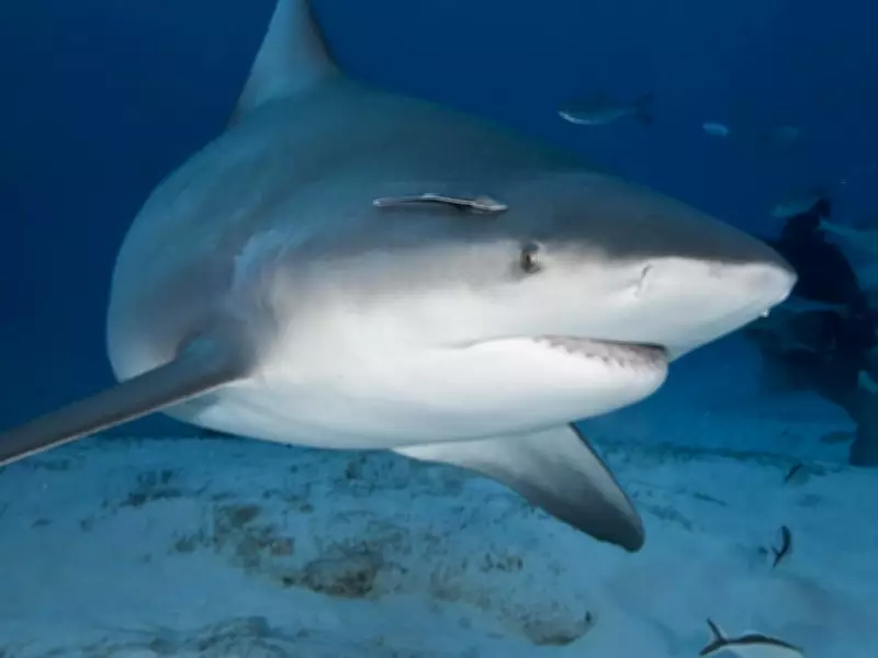 Foil Boarder Unharmed in Shark Attack Off Exmouth's Wobiri Beach