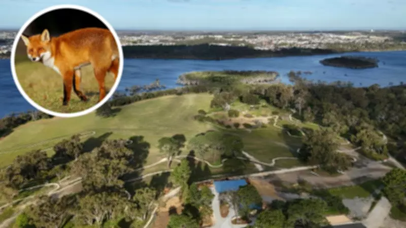 Fox Culling Doubled in Yellagonga Park to Protect Native Wildlife from Extinction Threat