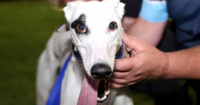 Greyhound Owners' Epic Road Trip for Dubbo Classic After Washout