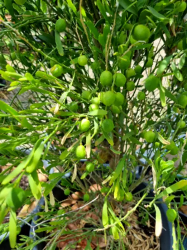 Growing Desert Lime in WA: Sabrina Hahn's Guide to Citrus glauca