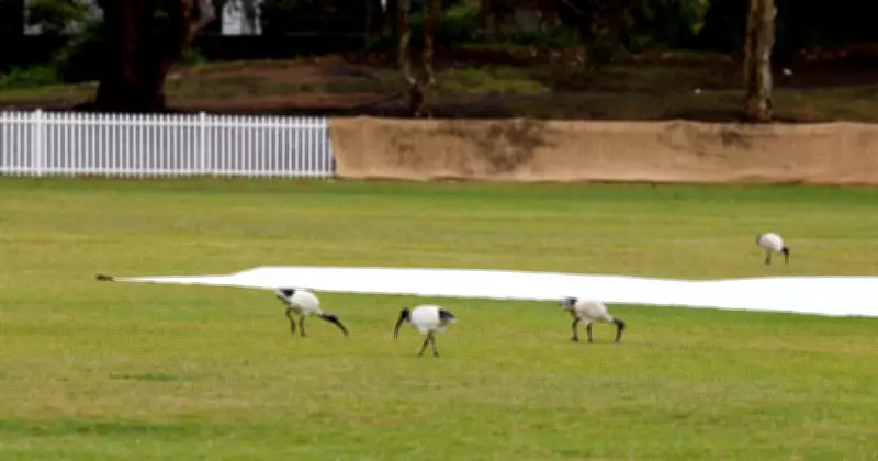 Illawarra Cricket to Review T20 Rules Following Wests' Championship Victory