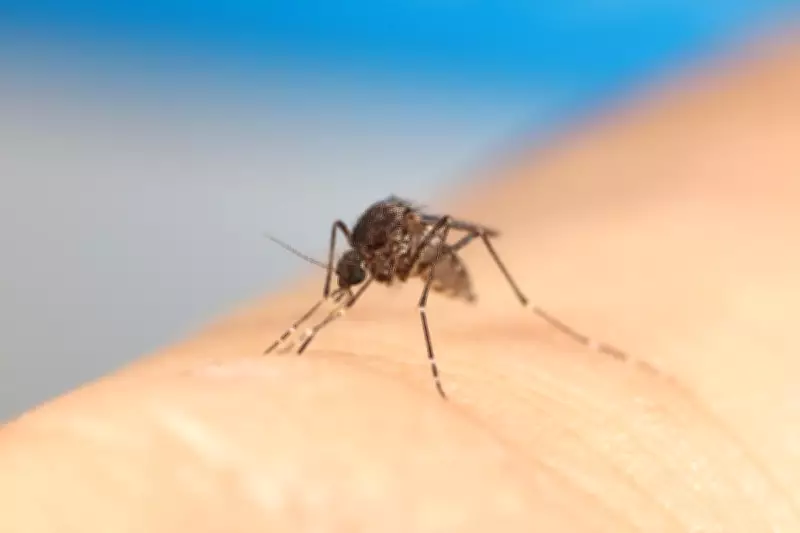 Inside One Man's Obsessive Fight Against Household Pests in Australia