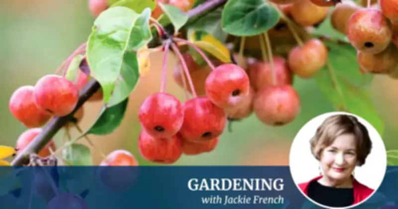 Jackie French's Expert Guide to Thriving Winter Crops in Your Home Garden