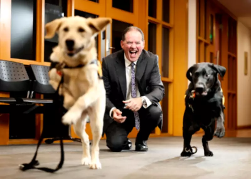 Labradors Millie and Perron Bring Comfort to Perth Children's Court