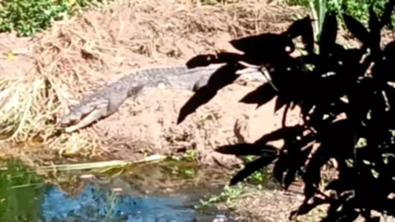 Large Crocodile Snatches Pet Dog from Popular Creek Near Port Douglas