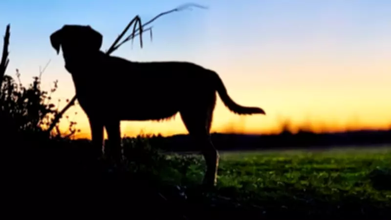 Magnetic Island Dog Park Plan Rejected by Council, Future Options Remain Open