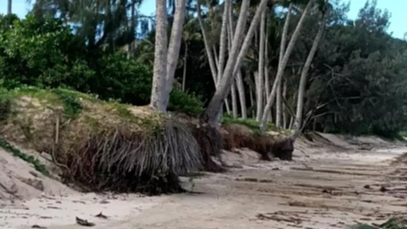 Magnetic Island's Iconic Palm Trees Face Collapse Due to Severe Beach Erosion