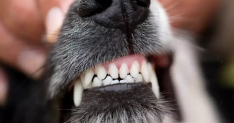 Man Jailed for Bizarre 'Dead Dog' Delusion Attack on Shopper