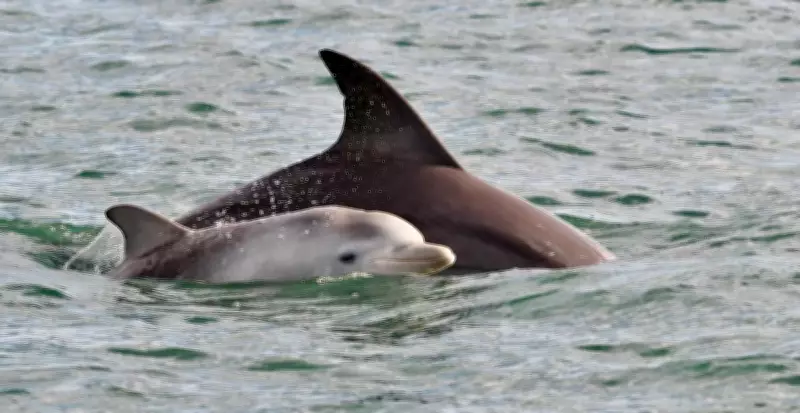 Mandurah Dolphin Calf Dies in Estuary, Highlighting Marine Debris Crisis