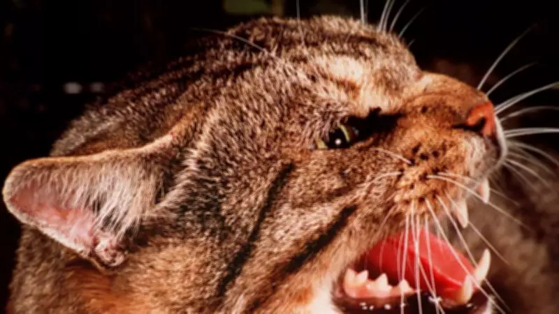 Mayor Proposes Feral Pig Bounty Following Successful $60,000 Cat Cull