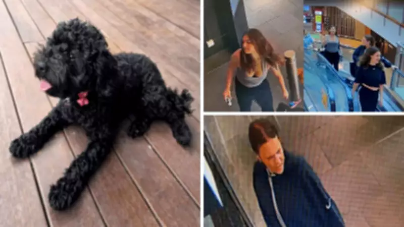 Melbourne Puppy Stolen Outside Shopping Plaza, Owner Devastated
