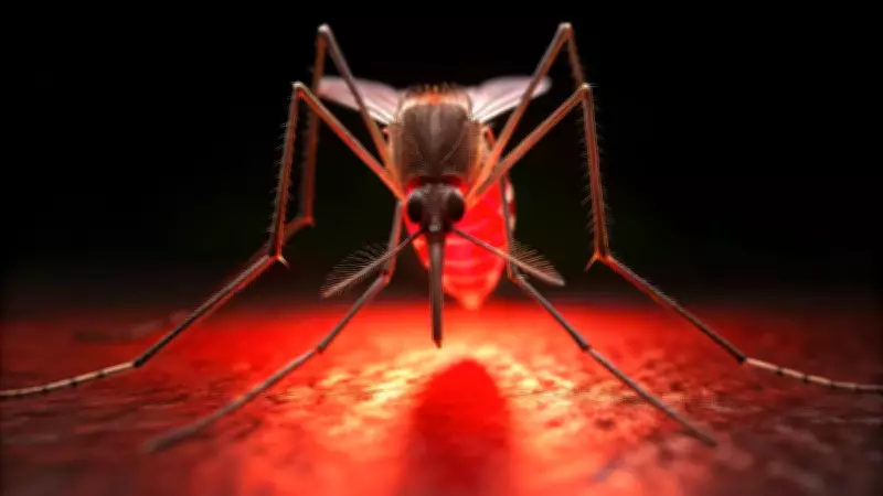 Mosquito Virus Alert: Kimberley Samples Show Ross River and Barmah Forest Viruses