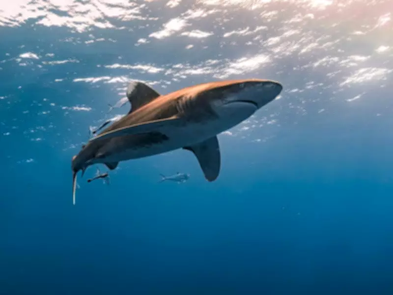 North Fremantle Residents Demand Shark Barrier at Harvey Beach for Safety