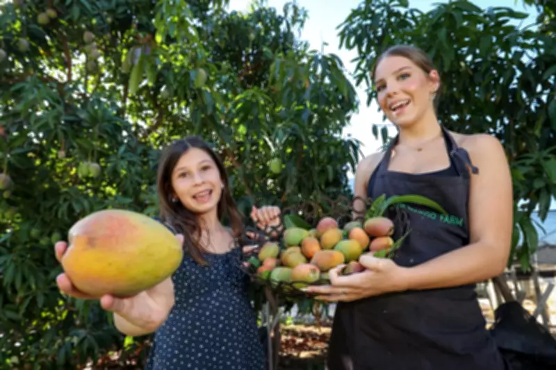 Perth Mango Farm Opens Amid Heatwave-Hit Harvest, Prices Rise