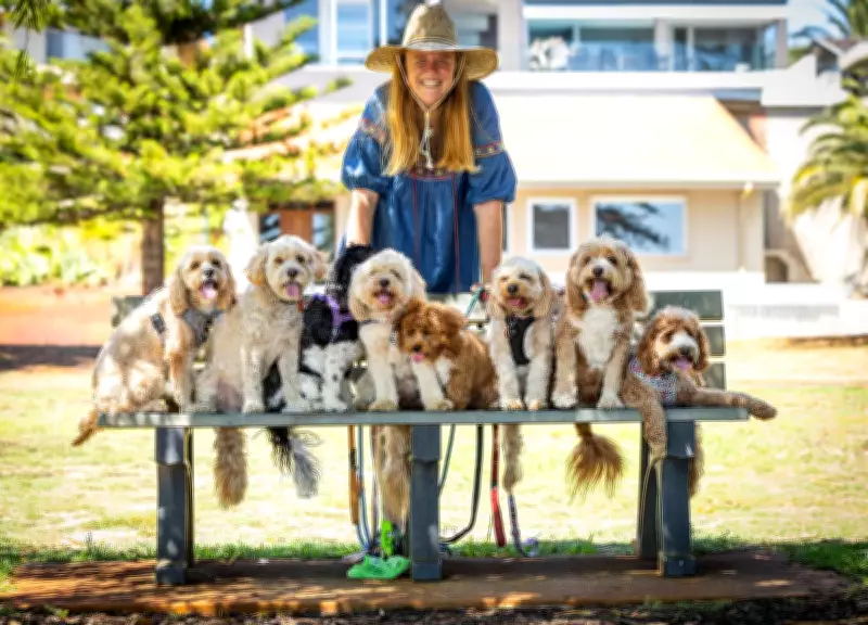 Perth's Specialist Cavoodle Walker Leads Adorable Pack at Lake Gwelup