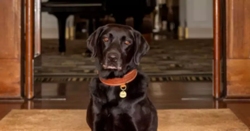 Pixel the AFP Dog Finds Unique Retirement at Hyatt Canberra Hotel