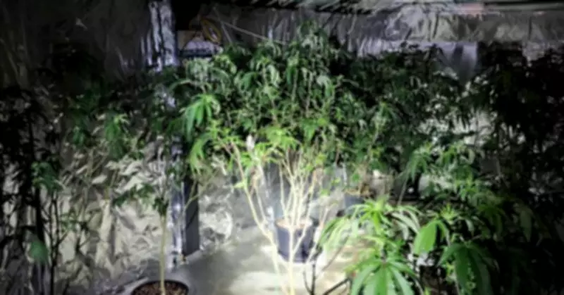 Police Seize 40 Cannabis Plants, Steroids, and Drugs in Young Raid
