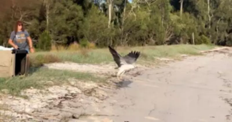 Port Stephens Community Saves Gravely Ill Sea Eagle in Dramatic Rescue